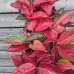 Aglaonema (Aglaonéma) ´CHILLI RED´ - kont. C1L, výška 15-20 cm